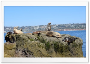 Sea Lion posing Ultra HD Wallpaper for 4K UHD Widescreen desktop, tablet & smartphone