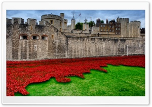 Sea of Poppies Ultra HD Wallpaper for 4K UHD Widescreen desktop, tablet & smartphone