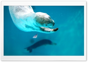 Sea Otter Ultra HD Wallpaper for 4K UHD Widescreen desktop, tablet & smartphone