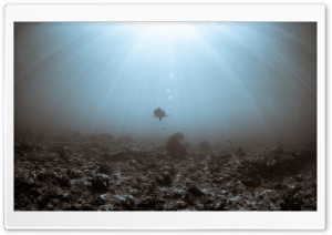 Sea Turtle Underwater Ultra HD Wallpaper for 4K UHD Widescreen desktop, tablet & smartphone