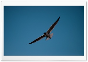 Seagull Ultra HD Wallpaper for 4K UHD Widescreen desktop, tablet & smartphone