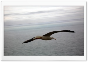 Seagull Flying Over The Sea Ultra HD Wallpaper for 4K UHD Widescreen desktop, tablet & smartphone