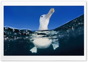 Seagull In Water Ultra HD Wallpaper for 4K UHD Widescreen desktop, tablet & smartphone
