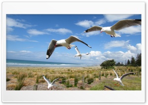 Seagulls Ultra HD Wallpaper for 4K UHD Widescreen desktop, tablet & smartphone