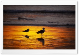 Seagulls On Beach At Sunset Ultra HD Wallpaper for 4K UHD Widescreen desktop, tablet & smartphone