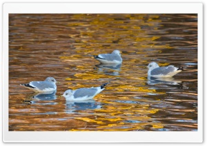 Seagulls Swimming Ultra HD Wallpaper for 4K UHD Widescreen desktop, tablet & smartphone