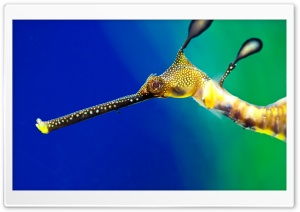 Seahorse Ultra HD Wallpaper for 4K UHD Widescreen desktop, tablet & smartphone
