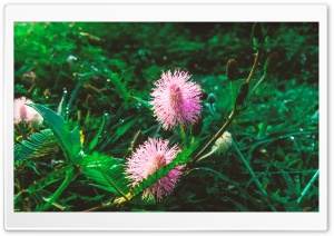Shame flower Ultra HD Wallpaper for 4K UHD Widescreen desktop, tablet & smartphone