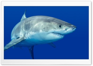 Shark - Akula Ultra HD Wallpaper for 4K UHD Widescreen desktop, tablet & smartphone
