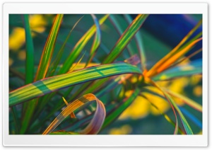 Sharp Leafs Ultra HD Wallpaper for 4K UHD Widescreen desktop, tablet & smartphone