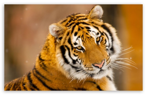 Siberian Tiger Wild Animal Ultra HD Desktop Background Wallpaper for 4K UHD  TV : Widescreen & UltraWide Desktop & Laptop : Tablet : Smartphone
