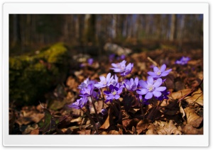 Signs of Spring Ultra HD Wallpaper for 4K UHD Widescreen desktop, tablet & smartphone