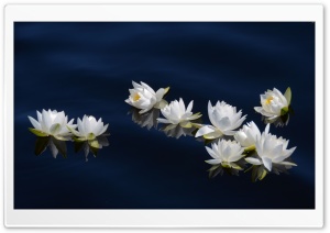 Silent Drifters Ultra HD Wallpaper for 4K UHD Widescreen desktop, tablet & smartphone