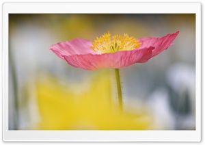 Single Poppy In Garden Charleston South Carolina Ultra HD Wallpaper for 4K UHD Widescreen desktop, tablet & smartphone