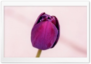 Single Purple Tulip Ultra HD Wallpaper for 4K UHD Widescreen desktop, tablet & smartphone