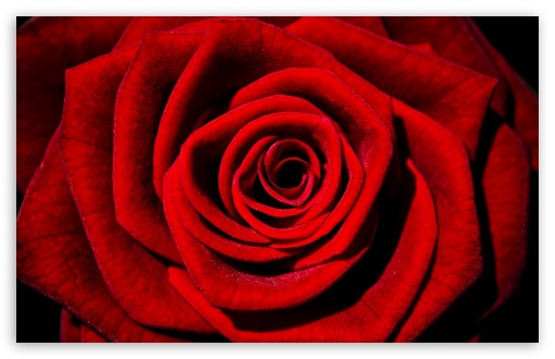 Single Red Rose Ultra HD Desktop
