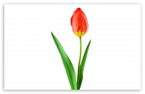 Single Red Tulip UltraHD Wallpaper for Wide 16:10 5:3 Widescreen WHXGA WQXGA WUXGA WXGA WGA ; 8K UHD TV 16:9 Ultra High Definition 2160p 1440p 1080p 900p 720p ; UHD 16:9 2160p 1440p 1080p 900p 720p ; Standard 4:3 5:4 3:2 Fullscreen UXGA XGA SVGA QSXGA SXGA DVGA HVGA HQVGA ( Apple PowerBook G4 iPhone 4 3G 3GS iPod Touch ) ; Smartphone 5:3 WGA ; Tablet 1:1 ; iPad 1/2/Mini ; Mobile 4:3 5:3 3:2 16:9 5:4 - UXGA XGA SVGA WGA DVGA HVGA HQVGA ( Apple PowerBook G4 iPhone 4 3G 3GS iPod Touch ) 2160p 1440p 1080p 900p 720p QSXGA SXGA ;