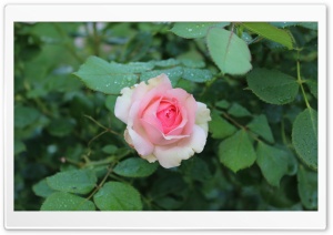 Single Rose Ultra HD Wallpaper for 4K UHD Widescreen desktop, tablet & smartphone