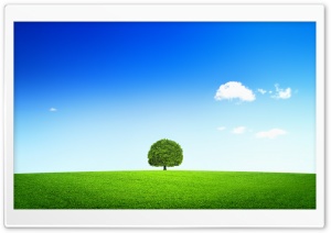 Single Tree Ultra HD Wallpaper for 4K UHD Widescreen desktop, tablet & smartphone