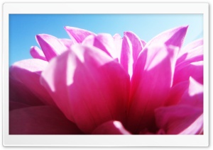 SkyFlower Ultra HD Wallpaper for 4K UHD Widescreen desktop, tablet & smartphone