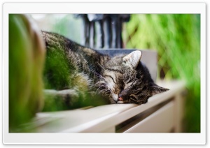 Sleeping Cat Ultra HD Wallpaper for 4K UHD Widescreen desktop, tablet & smartphone