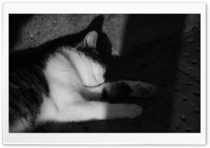 sleeping cat Ultra HD Wallpaper for 4K UHD Widescreen desktop, tablet & smartphone