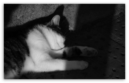 sleeping cat UltraHD Wallpaper for Wide 16:10 5:3 Widescreen WHXGA WQXGA WUXGA WXGA WGA ; 8K UHD TV 16:9 Ultra High Definition 2160p 1440p 1080p 900p 720p ; UHD 16:9 2160p 1440p 1080p 900p 720p ; Mobile 5:3 - WGA ;