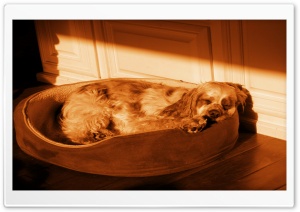 Sleeping Dog - Orange Ultra HD Wallpaper for 4K UHD Widescreen desktop, tablet & smartphone
