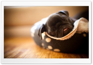 Sleeping Pug Puppy Ultra HD Wallpaper for 4K UHD Widescreen desktop, tablet & smartphone