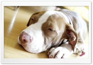 Sleepy Dog Ultra HD Wallpaper for 4K UHD Widescreen desktop, tablet & smartphone