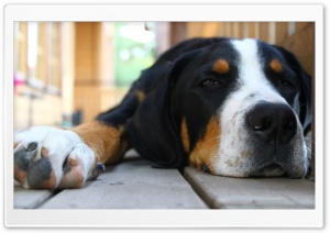 Sleepy Dog Ultra HD Wallpaper for 4K UHD Widescreen desktop, tablet & smartphone