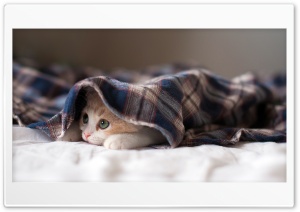 sleepy kitten Ultra HD Wallpaper for 4K UHD Widescreen desktop, tablet & smartphone
