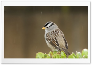 Small Bird, Raining Ultra HD Wallpaper for 4K UHD Widescreen desktop, tablet & smartphone