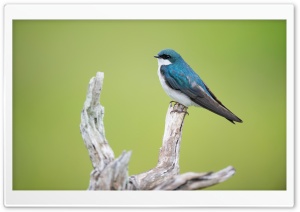 Small Blue and White Bird, Green Background Ultra HD Wallpaper for 4K UHD Widescreen desktop, tablet & smartphone
