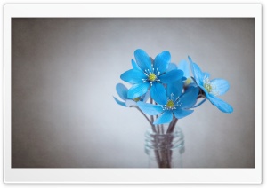Small Blue Flowers Ultra HD Wallpaper for 4K UHD Widescreen desktop, tablet & smartphone