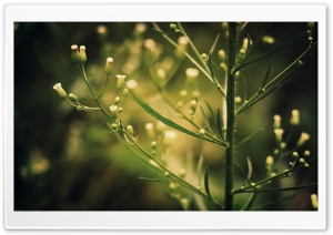 Small Flowers Ultra HD Wallpaper for 4K UHD Widescreen desktop, tablet & smartphone