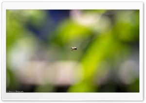 Small Fly Ultra HD Wallpaper for 4K UHD Widescreen desktop, tablet & smartphone