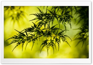 Small Leaves Ultra HD Wallpaper for 4K UHD Widescreen desktop, tablet & smartphone