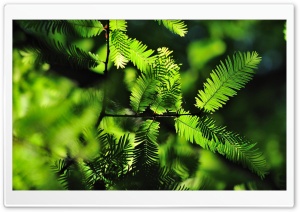 Small Leaves Tree Ultra HD Wallpaper for 4K UHD Widescreen desktop, tablet & smartphone