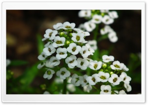 Small Little White Flowers Ultra HD Wallpaper for 4K UHD Widescreen desktop, tablet & smartphone