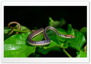 Small Snake Ultra HD Wallpaper for 4K UHD Widescreen desktop, tablet & smartphone