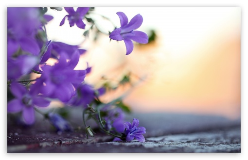 Download 21 violet-flower-wallpaper iPhone-Wallpaper-Violet,-Purple,-Red,-Flower,-Pink,-Plant.jpg