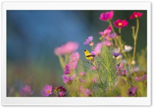 Small Yellow Bird on a Flower Ultra HD Wallpaper for 4K UHD Widescreen desktop, tablet & smartphone