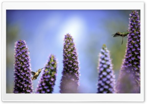 Smallest Birds in the World Ultra HD Wallpaper for 4K UHD Widescreen desktop, tablet & smartphone