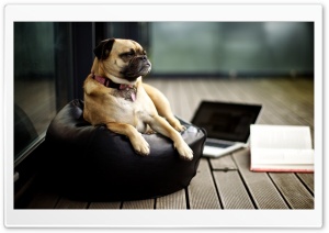 Smart Dog Ultra HD Wallpaper for 4K UHD Widescreen desktop, tablet & smartphone