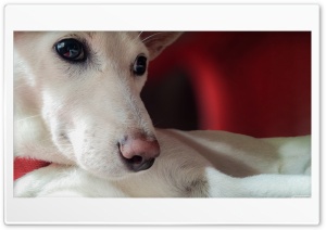 Smart Puppy Ultra HD Wallpaper for 4K UHD Widescreen desktop, tablet & smartphone