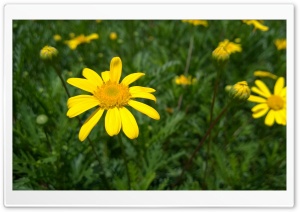 Smile in the Sun Ultra HD Wallpaper for 4K UHD Widescreen desktop, tablet & smartphone