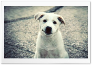Smiling Puppy Ultra HD Wallpaper for 4K UHD Widescreen desktop, tablet & smartphone