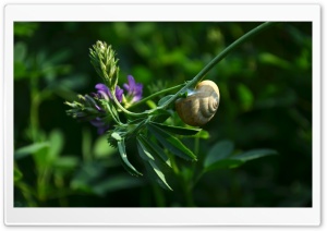 Snail Ultra HD Wallpaper for 4K UHD Widescreen desktop, tablet & smartphone