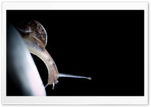 Snail Moving Slowly Macro Ultra HD Wallpaper for 4K UHD Widescreen desktop, tablet & smartphone